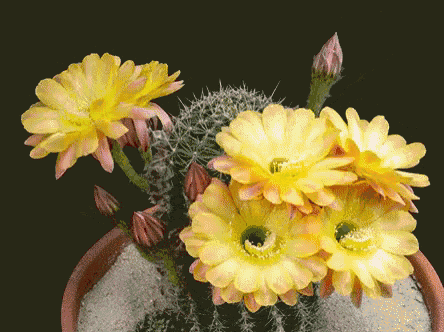 a cactus with yellow and pink flowers on it