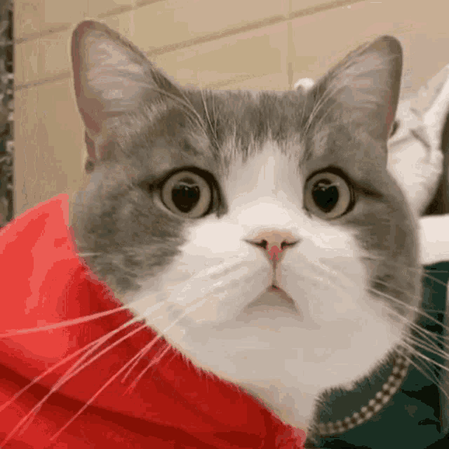 a close up of a gray and white cat wearing a red jacket