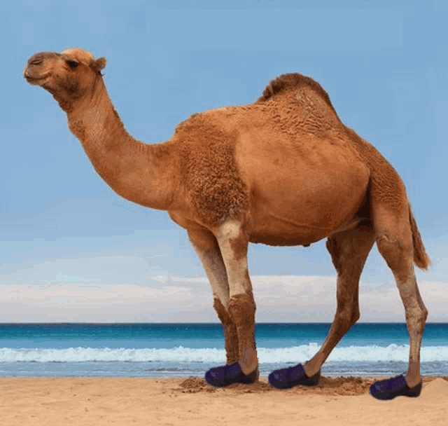 a camel wearing purple shoes stands on a beach