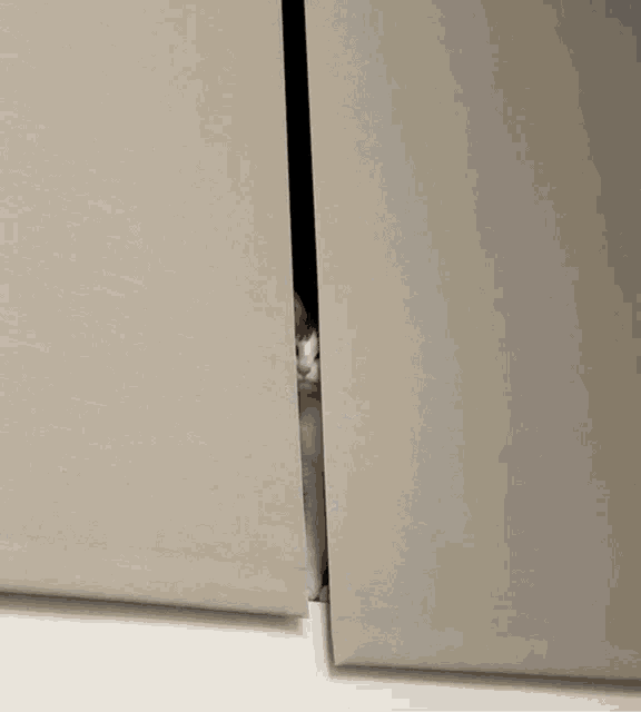 a cat peeking out from behind a curtain with stars on it