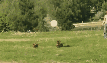 two dogs are running in a grassy field with a person standing in the background