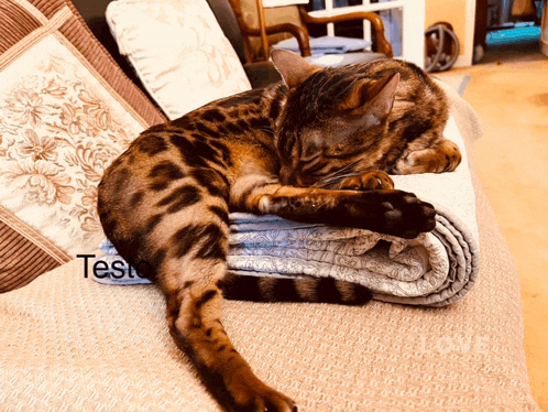 a cat laying on a blanket on a couch with testo written below it