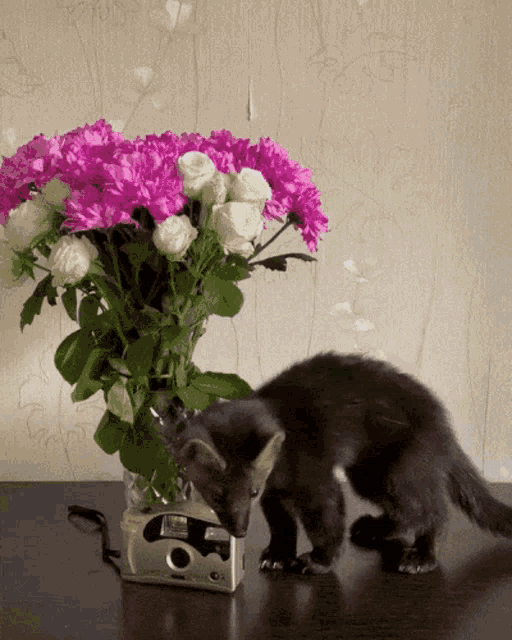 a kitten sniffing a camera next to a vase of pink flowers