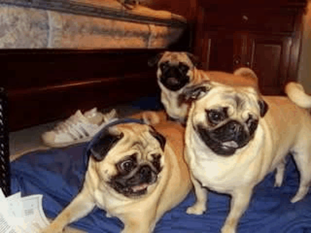 three pug dogs are sitting on a bed next to a mattress .