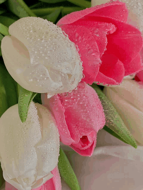 a bunch of pink and white tulips with water drops on them