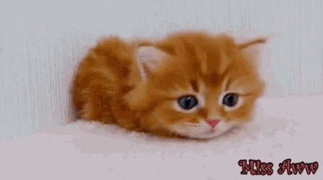 a small orange kitten is sitting on a pink blanket looking at the camera .