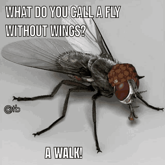 a picture of a fly with a caption that says what do you call a fly without wings