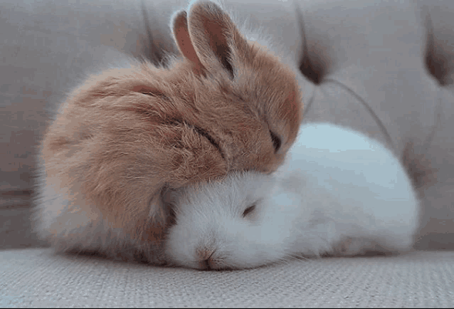 two rabbits are sleeping on a couch and one is brown and the other white