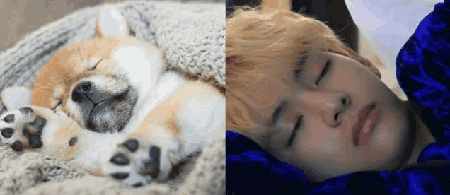 a puppy is sleeping on a blanket next to a man who is sleeping on a bed .