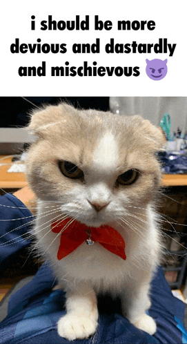 a cat wearing a red bow tie is being held by someone