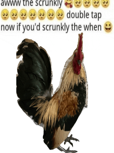 a picture of a rooster with a caption that says awww the scrunkly