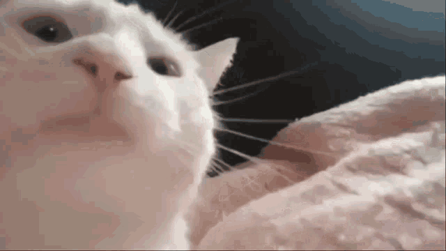 a close up of a white cat laying on a pink blanket .