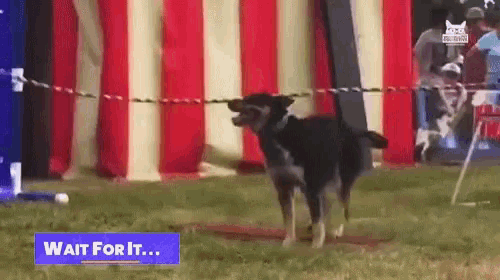 a dog is standing in front of a red white and blue tent with a sign that says wait for it