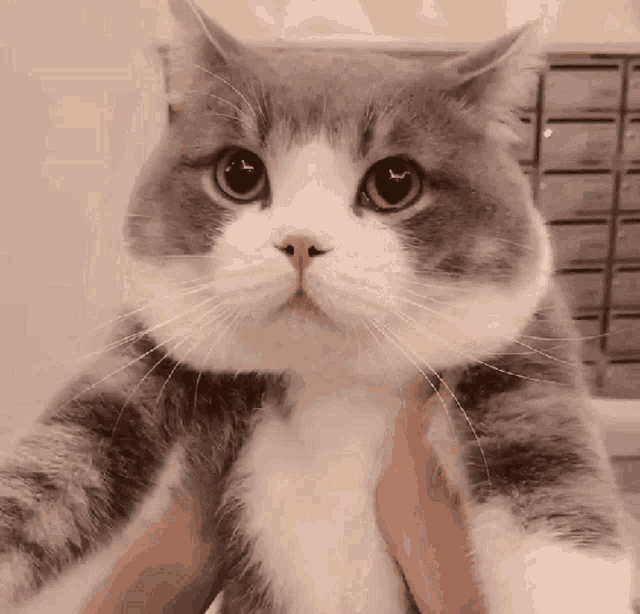 a gray and white cat is being held in someone 's arms and looking at the camera .
