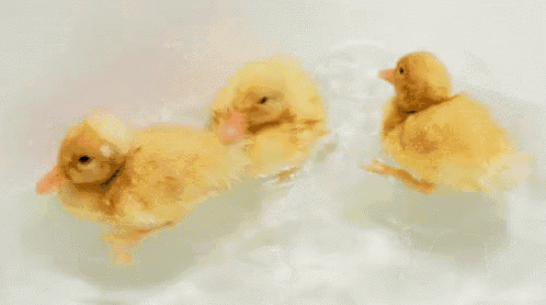 a group of ducklings are swimming in a bath tub .