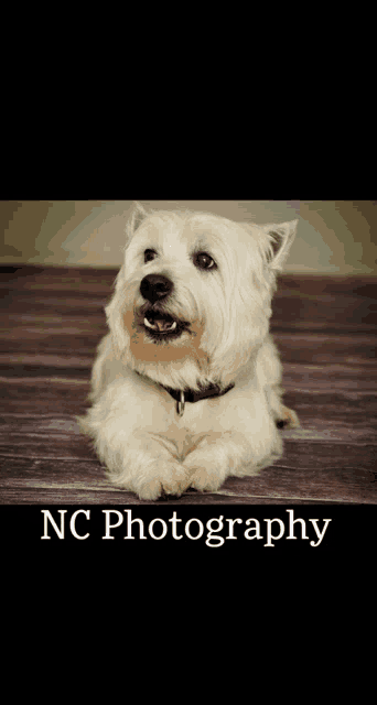 a small white dog is laying on a wooden floor with nc photography written below it