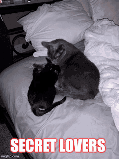 a couple of cats laying on a bed with the words secret lovers above them