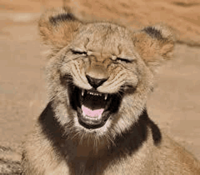 a close up of a lion cub laughing with its mouth wide open .