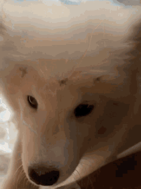 a close up of a dog 's face with stars on it