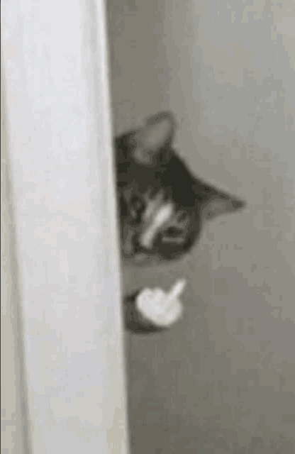 a cat is peeking out from behind a door .