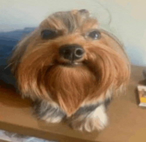 a yorkshire terrier with a beard is sitting on a table .