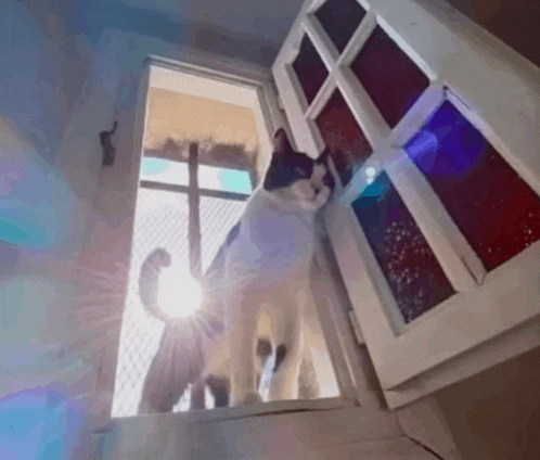 a black and white cat looking out a window