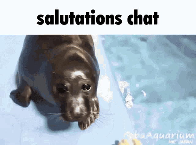a seal is looking up at the camera with the caption salutations chat