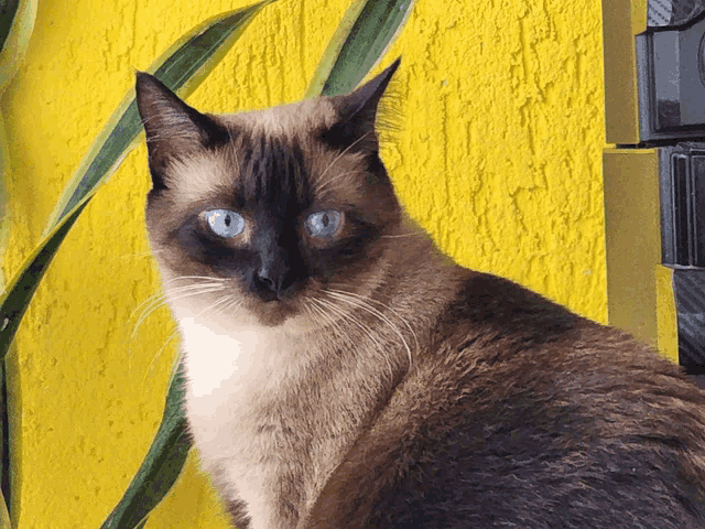 a siamese cat with blue eyes sitting in front of a yellow wall