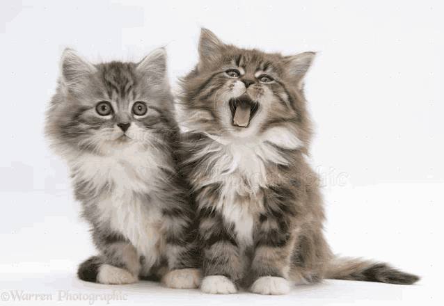 two fluffy kittens are sitting next to each other one is yawning