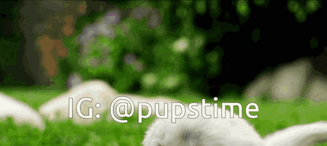 a picture of a rabbit with the words ig : @pupstime on the bottom