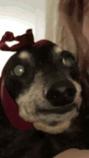 a close up of a dog wearing a red bow on its head