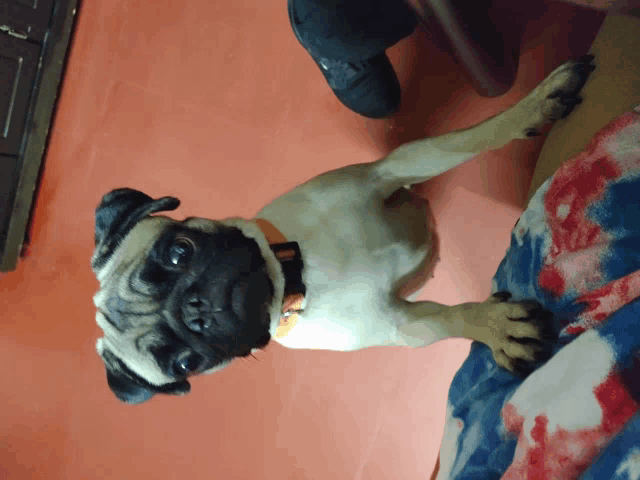 a pug dog laying on a bed with a red white and blue blanket