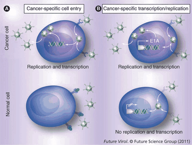 a diagram of a cancer cell entry and replication and transcription