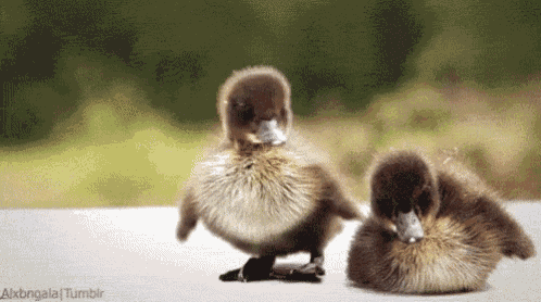 two ducklings are standing next to each other on a table and looking at the camera .