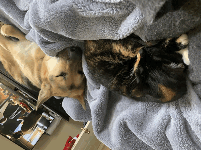 a dog and a cat laying on a blanket
