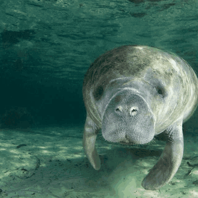 a manatee swimming in a body of water with its eyes closed