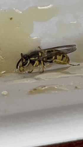 a close up of a wasp on a piece of paper