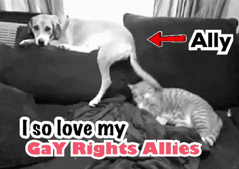 a dog and a cat laying on a couch with the words " ally " on the bottom