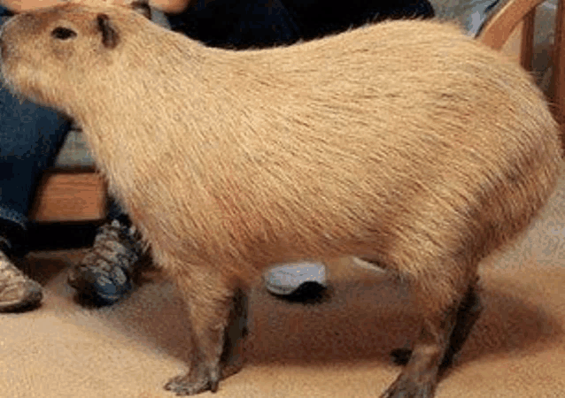 a capybara is standing on a carpet next to a person 's feet .