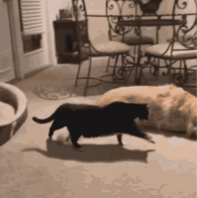 a black cat and a golden retriever are walking in a living room