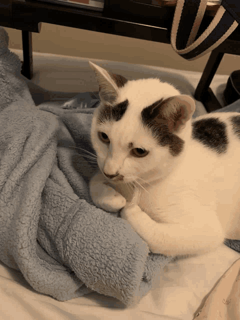 a white cat laying on a blue blanket on a bed