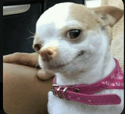 a small brown and white dog wearing a pink collar is looking at the camera