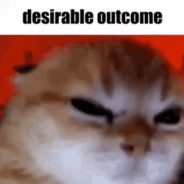 a close up of a cat 's face with the words desirable outcome written above it .