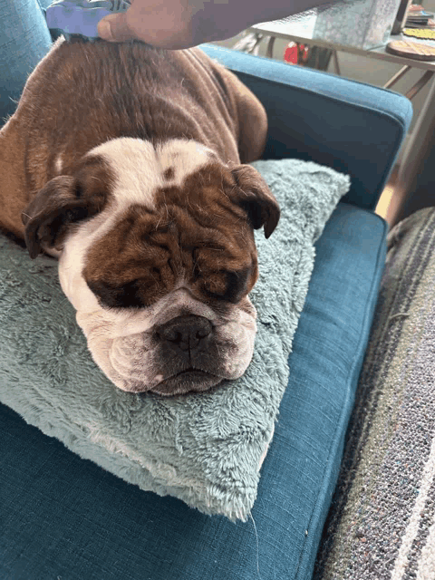 a brown and white dog is laying on a blue couch