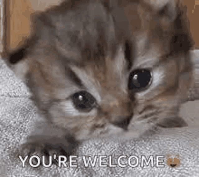 a kitten is laying on a blanket and looking up at the camera .