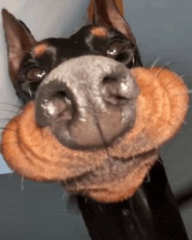 a close up of a dog making a face with its mouth open