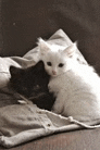 two kittens , one black and one white , are laying on a couch .