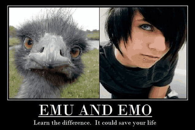 a picture of an emu next to a picture of a person with the words " emu and emo " on it