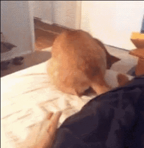 a cat is laying on a bed with its head on a person 's lap