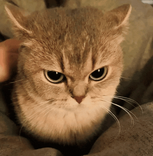 a close up of a cat 's face with a person 's hand petting it